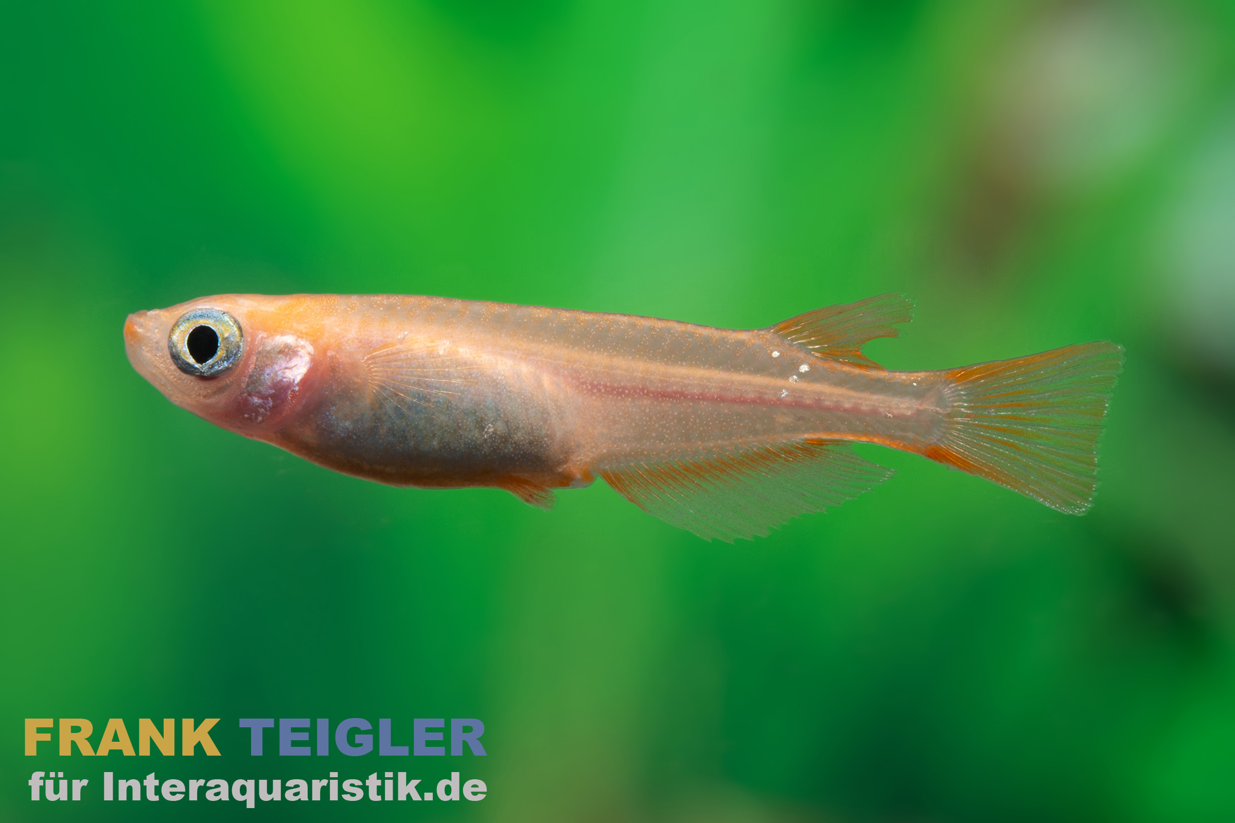 Medaka orangegelb gescheckt, Oryzias latipes Yellow Sparkled